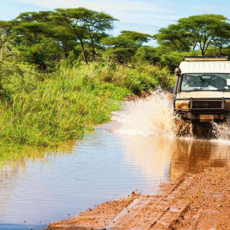 Ndutu Calving Season Safari Weather and Packing Guide
