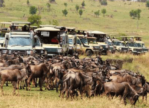 Migration Safari from Arusha