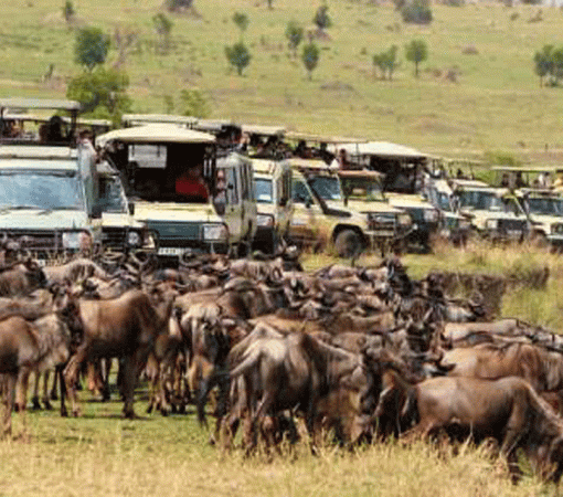 Migration Safari from Arusha