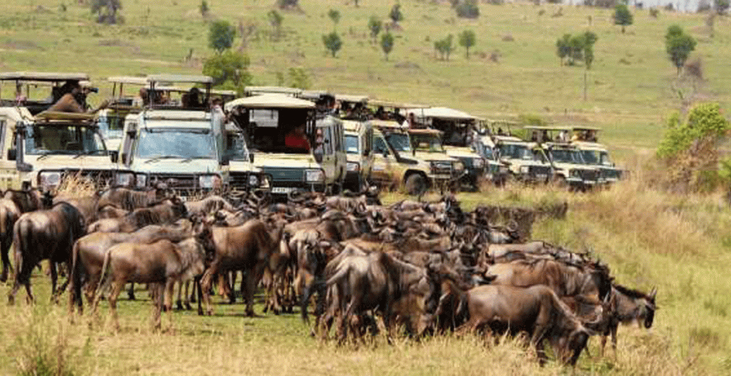 5-Day Serengeti Safari Tour Package with Migration Focus