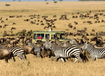 5 Days Serengeti Lodge Safari Mid range and Luxury