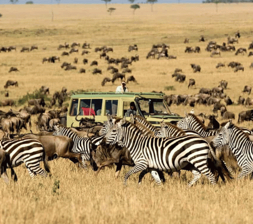 When Is the Cheapest Time to Visit Serengeti
