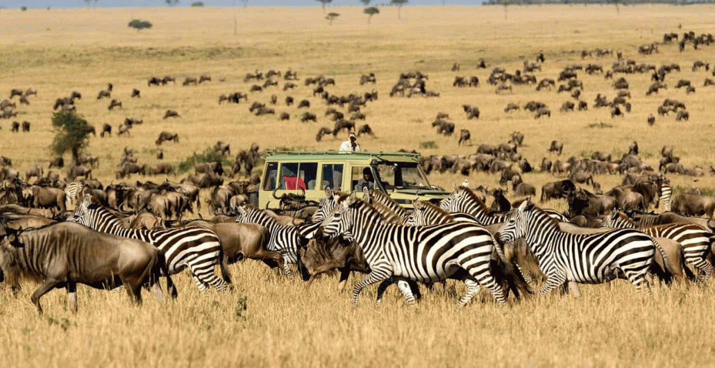 7 Days Luxury Serengeti Honeymoon Safari
