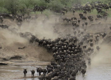 5 Day Fly-In Serengeti Safari