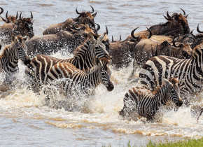4 Days Serengeti Western Corridor Safari