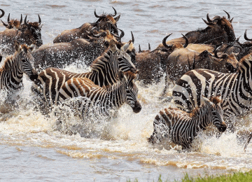 5 Days Fly-In Serengeti Great Migration Safari from Zanzibar