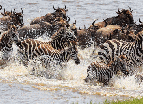 5 Days Fly-In Serengeti Great Migration Safari from Zanzibar