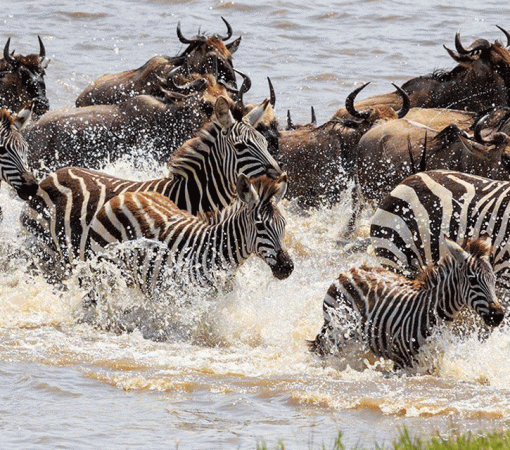 5 Days Fly-In Serengeti Great Migration Safari from Zanzibar