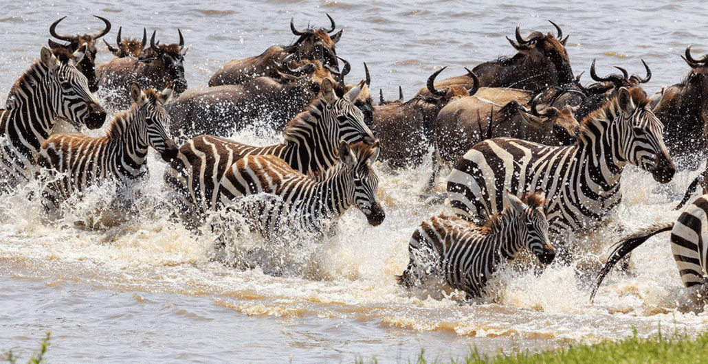 8 Days Luxury Tarangire, Serengeti & Ngorongoro Crater Safari