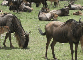 4 Days Serengeti Calving Season Safari