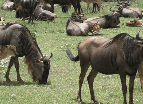 Mid-Range Serengeti Safari Tours with Best Value Accommodation