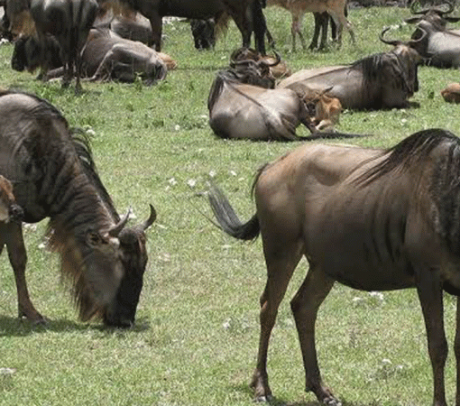 Mid-Range Serengeti Safari Tours with Best Value Accommodation