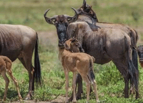 3 Days Serengeti Calving Season Safari