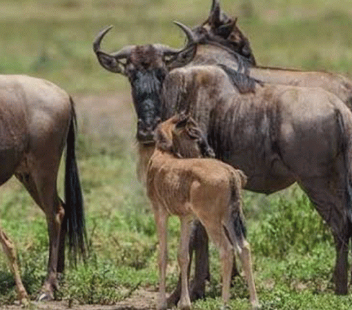 3 Days Serengeti Calving Season Safari