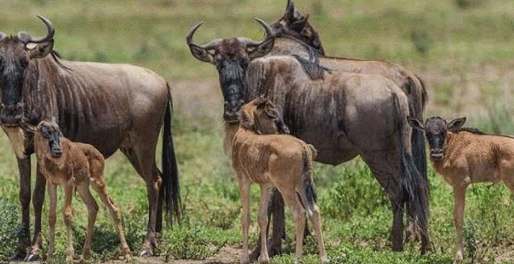 3 Days Serengeti Calving Season Safari