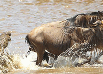 4 Days Serengeti Western Corridor Safari