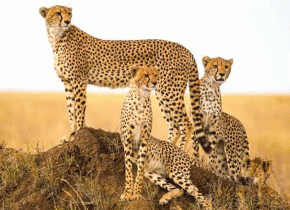 5 Days Serengeti Safari