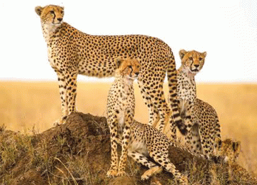 6 Days Serengeti and Ngorongoro Safari