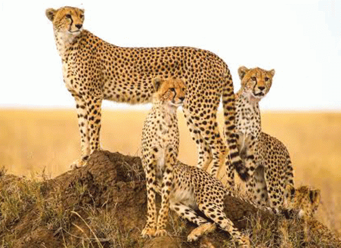 5 Days Tanzania Safari