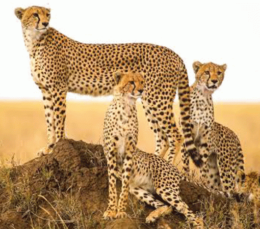 How We Guarantee the Best Wildlife Experience in Serengeti