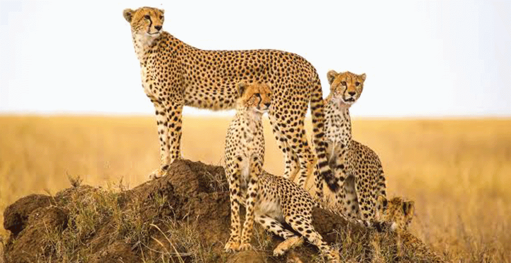 5 Days Serengeti and Ngorongoro Family Safari