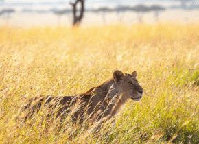 4 Days Serengeti Big Five Safari