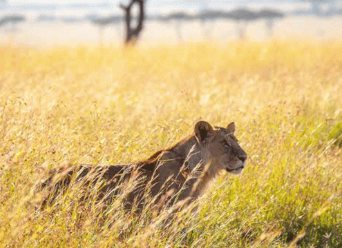 4 Days Serengeti Big Five Safari