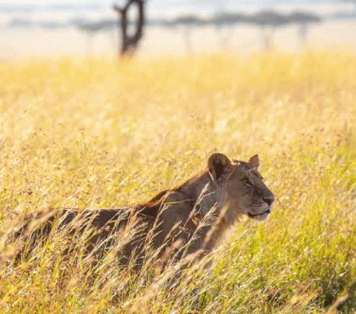 4 Days Serengeti Big Five Safari
