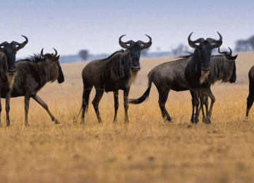 Join a Real African Safari Experience in Serengeti with Experts