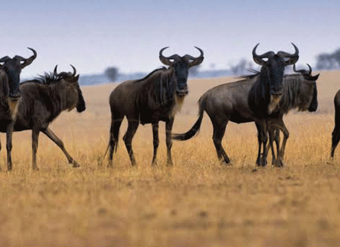 5 Days Serengeti Fly-In Safari – Two Zones, Four Dawns
