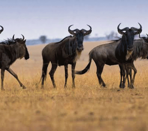 Join a Real African Safari Experience in Serengeti with Experts