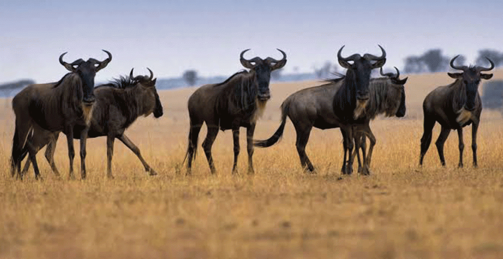 Join a Real African Safari Experience in Serengeti with Experts