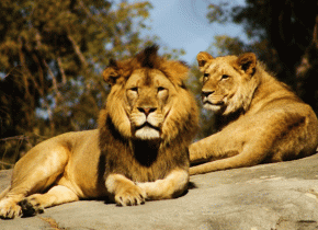 Wildlife in Serengeti national park