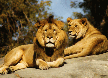 8 Days Luxury Serengeti Great Migration Safari