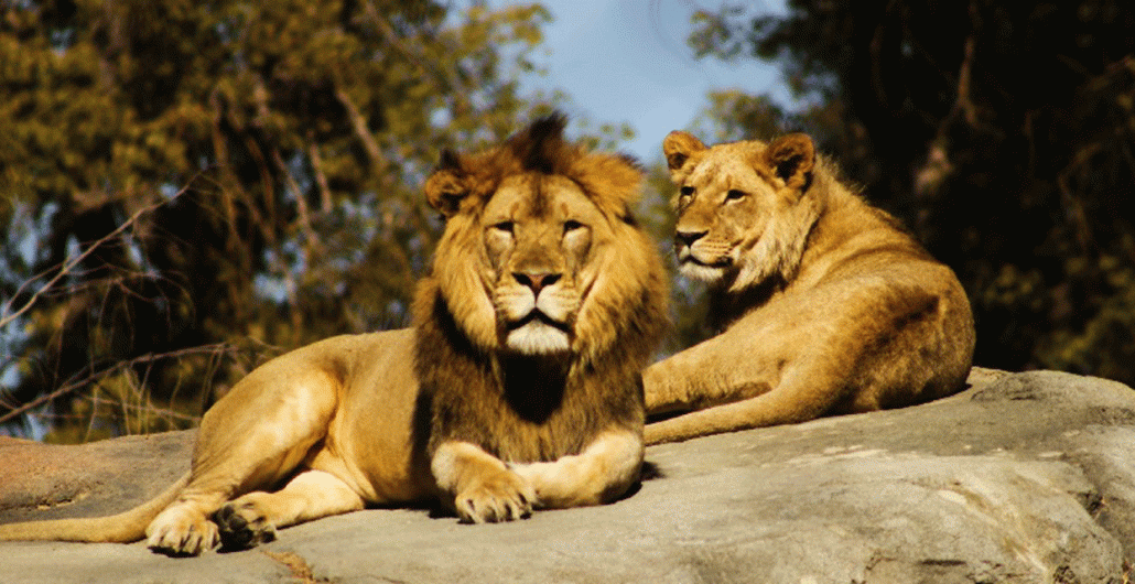 5 Days Fly-In Safari Big Five Adventure