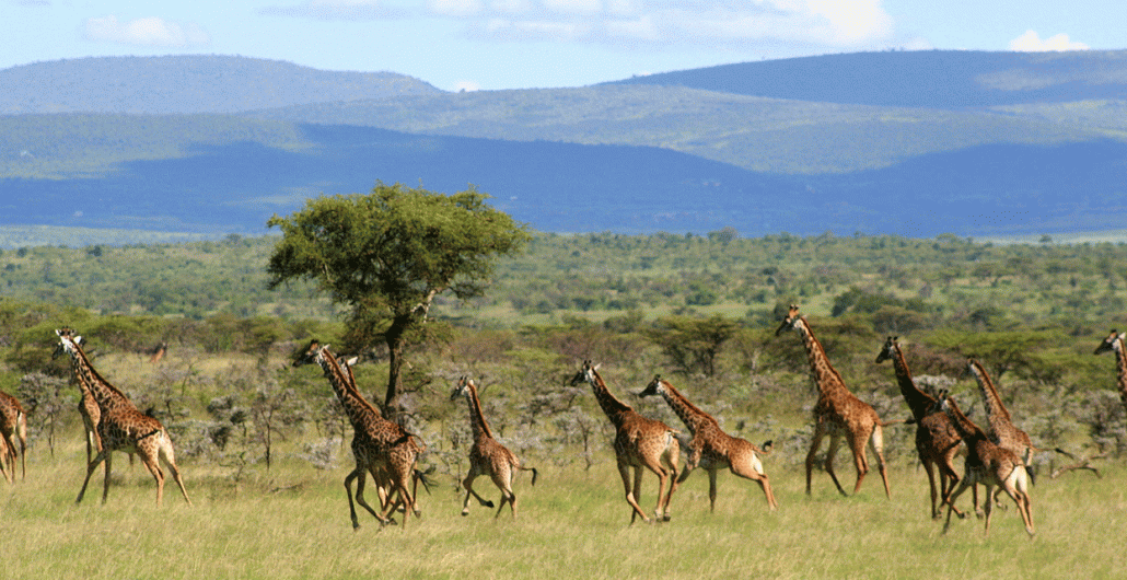 Migration Safari