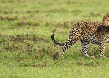 Serengeti Nature Safari