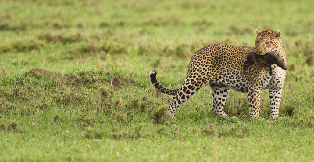 Serengeti Nature Safari