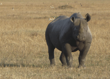 4 Days Mid-Range Serengeti Safari