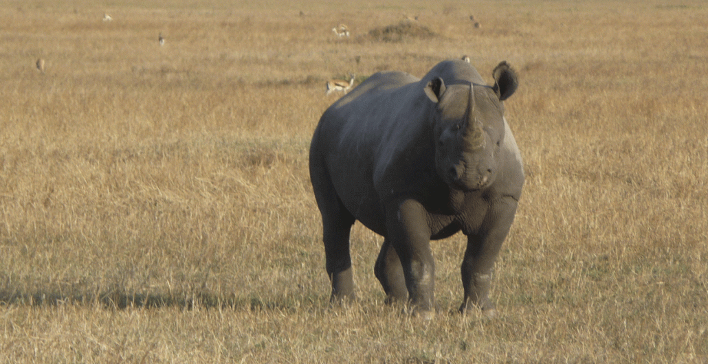 5 Day Fly-In Serengeti Big Five Safari