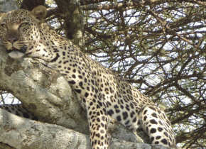5 Days Serengeti Great Migration and Ngorongoro Crater Safari
