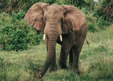 6 Days Premium Serengeti Safari