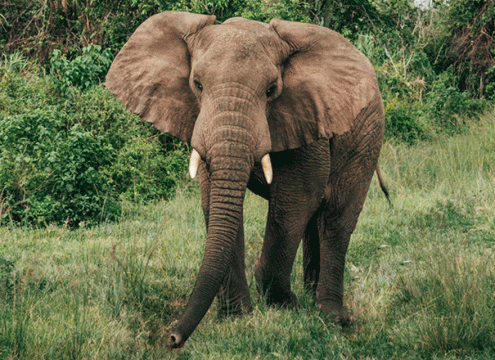 5 Day Fly-In Serengeti Big Five Safari