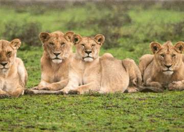 3 Days Serengeti Great Migration Safari from Arusha