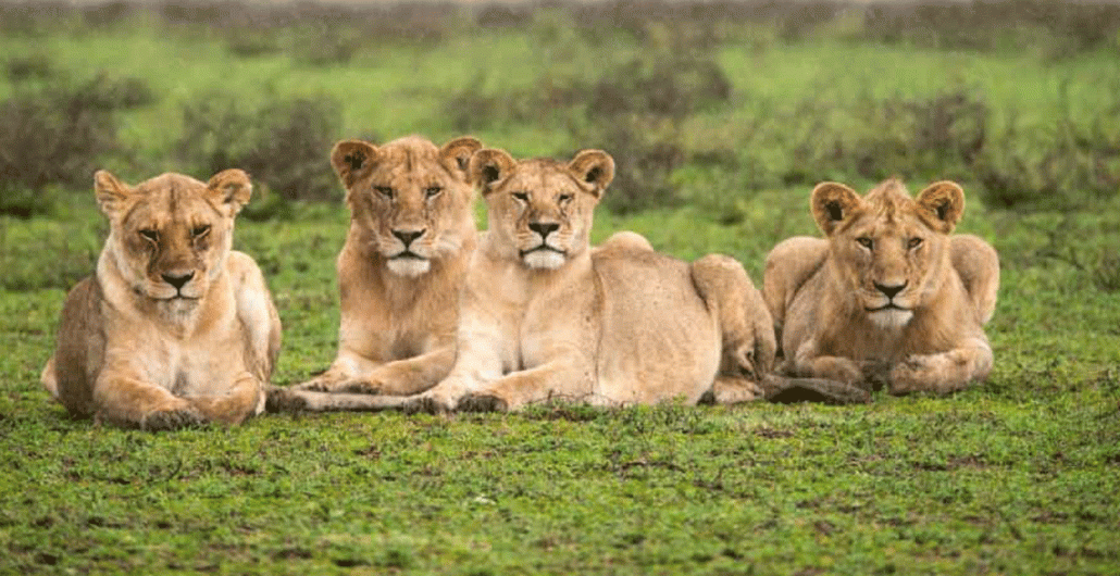 7 Days Great Migration Mara River Crossing Safari
