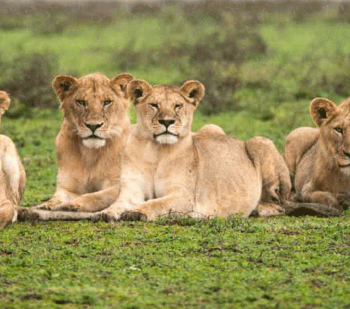 Serengeti vs Ngorongoro Crater Which One Should You Visit?