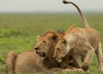 Big Five animal in Serengeti National Park