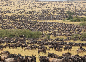 8-Day Serengeti Discovery Safari