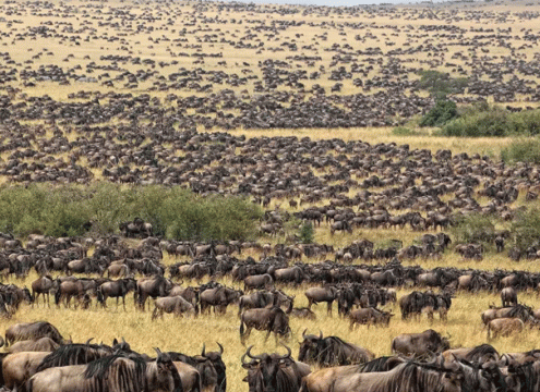 Serengeti Calving Season Safari