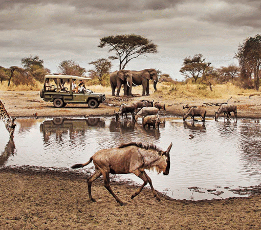 The Best Northern Circuit Safari from Arusha to Serengeti